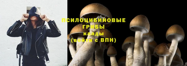 прущие грибы Абинск